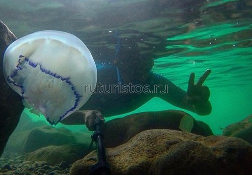 Медузы на Черном море