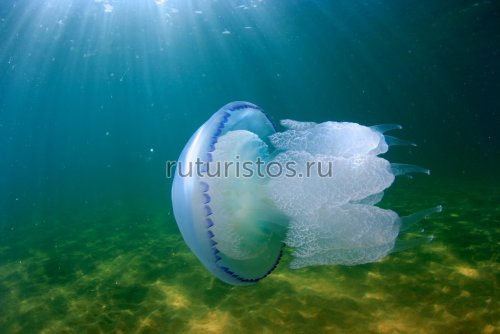 Медуза корнерот