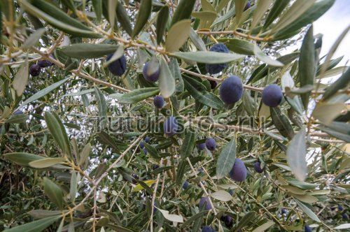 Зрелые оливки в Турции