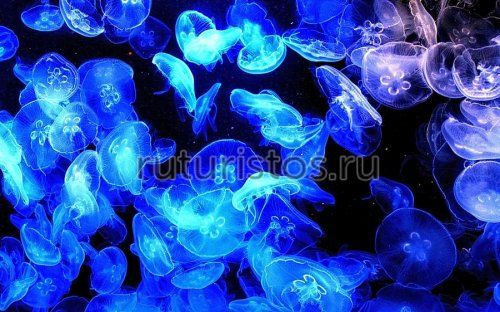 Сезон медуз