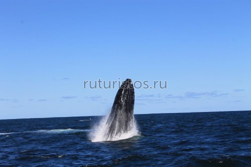 Горбатые киты в Самане